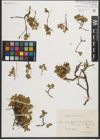 Foto von Salix herbacea L.